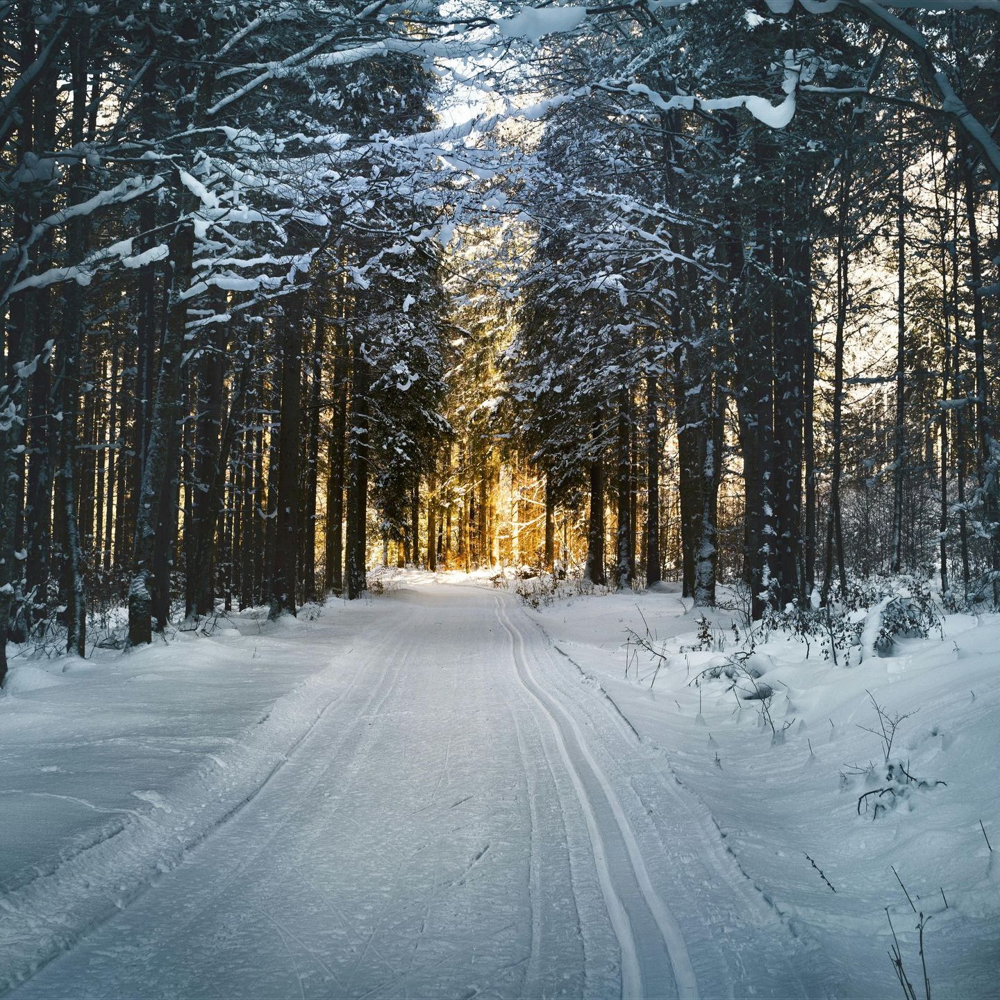 A snowy road in the middle of a forest