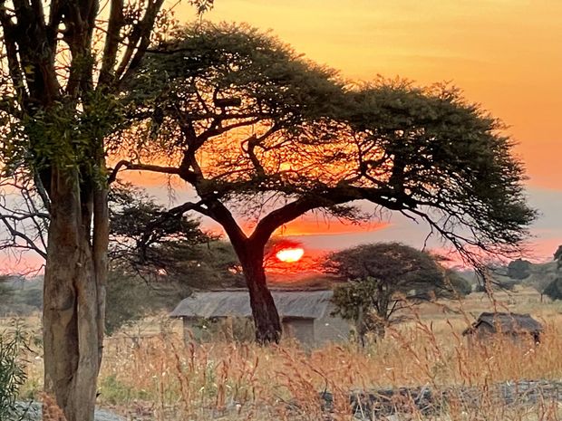 The sun is setting behind a tree in the middle of a field.