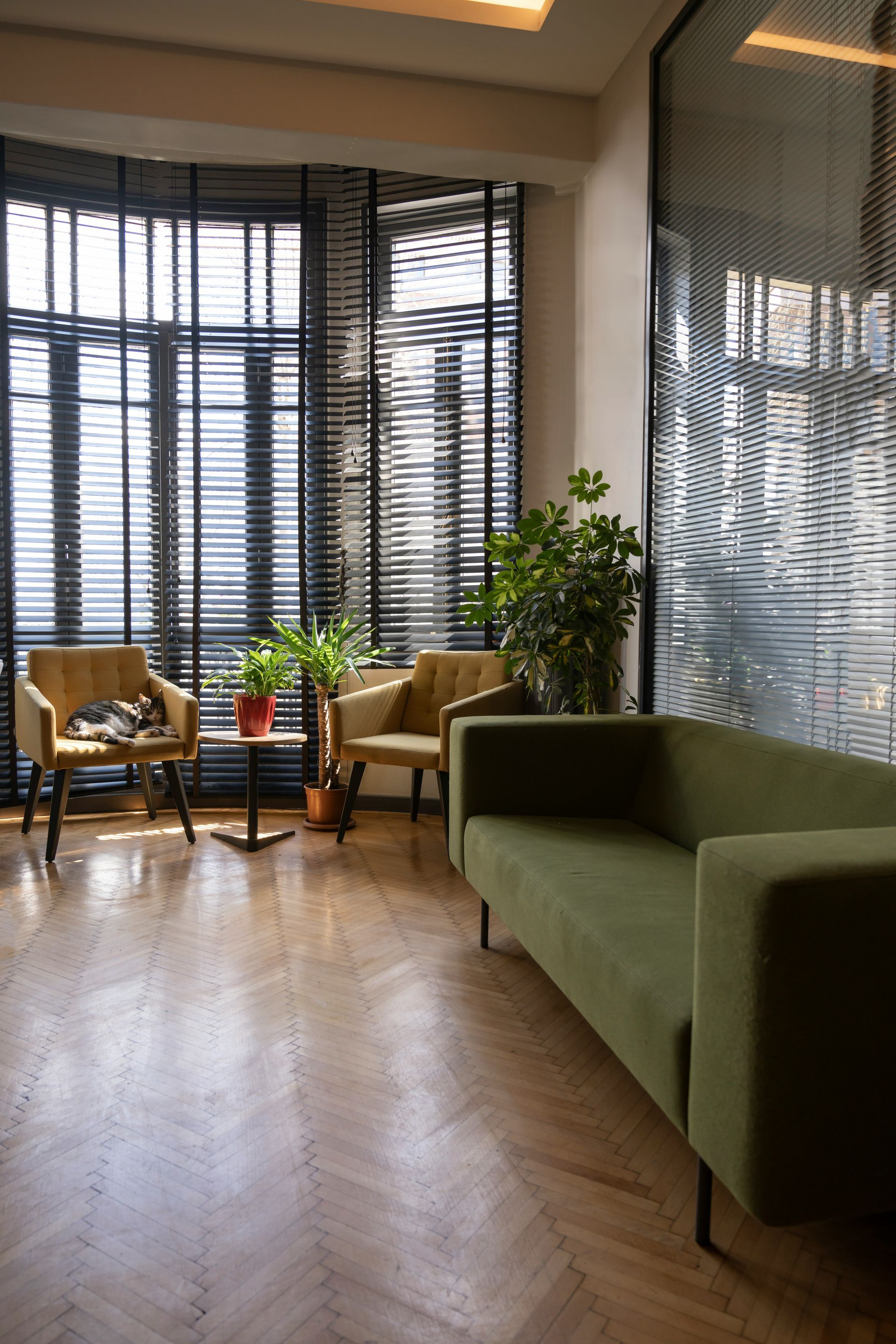 Olive green sofa and armchairs in a well-lit waiting room with large window, plants, and wood floors.