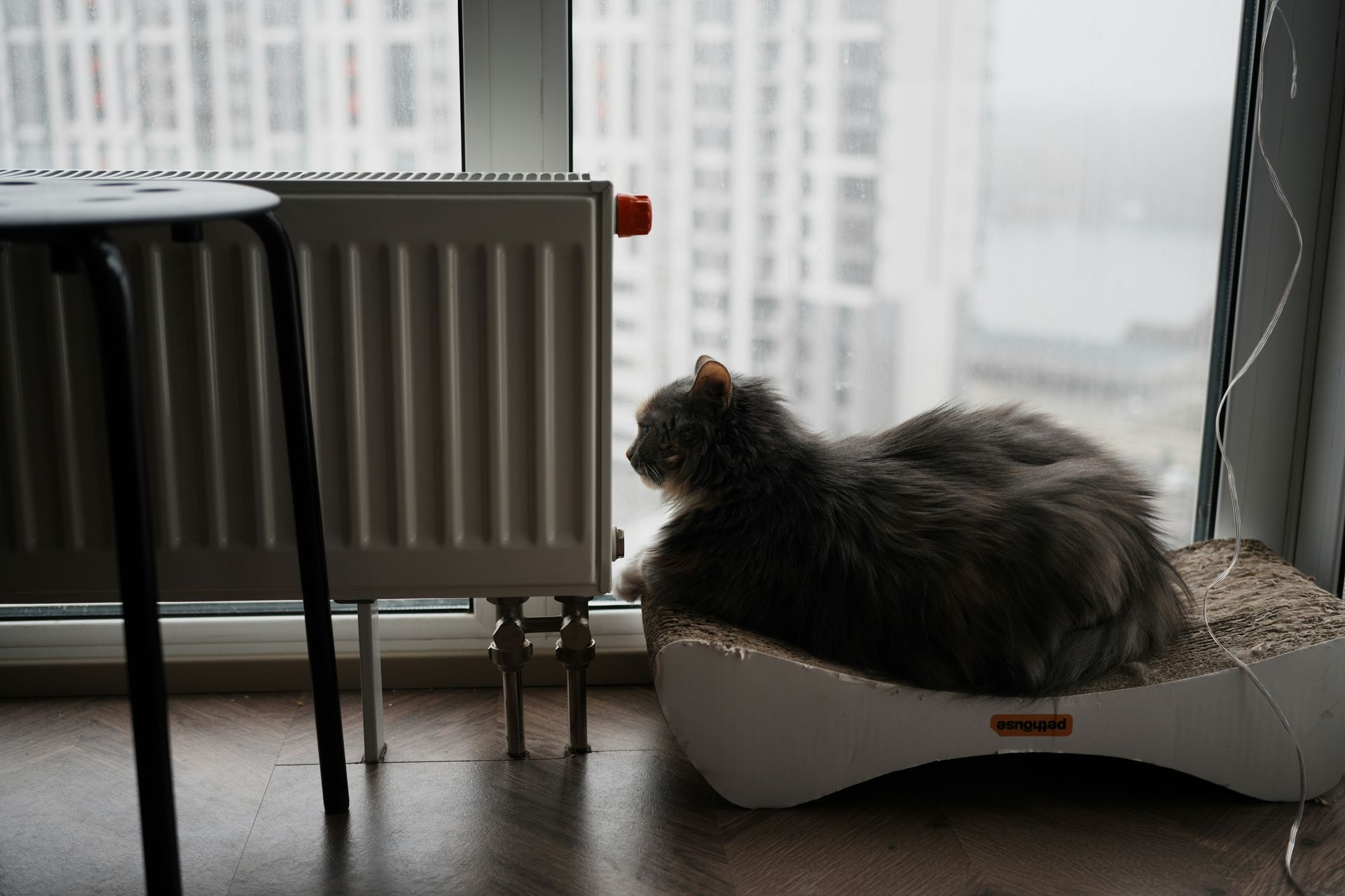 Gray cat rests on a cat bed by a window, looking out. Radiator and black stool are visible.