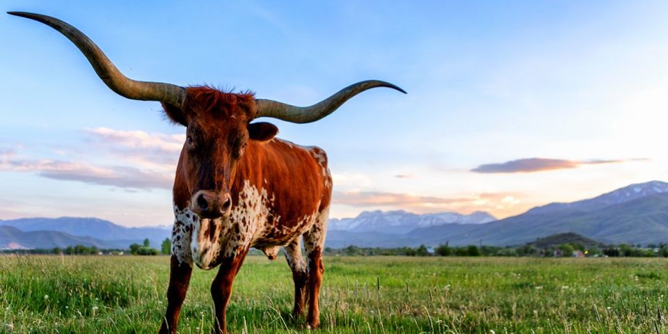 Longhorn in the middle of a green field