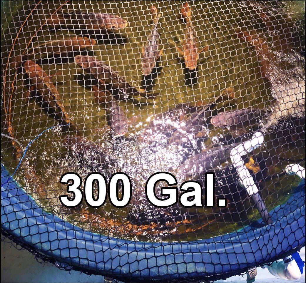 300 Gallon Fish Tank with Fish