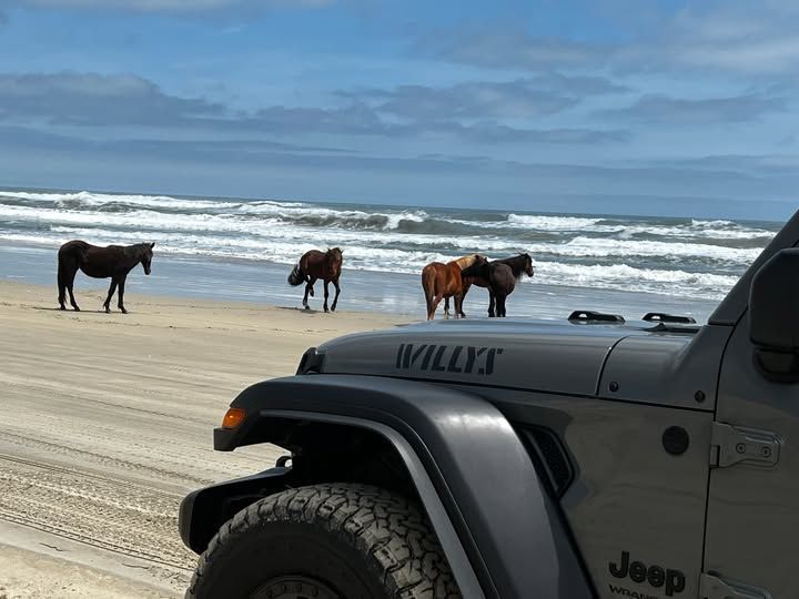 Horses on a sandy beach near the ocean. A gray Jeep parked in the foreground.