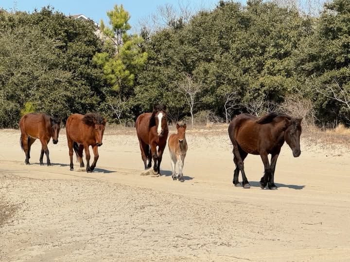 A herd of brown wild horses walks down a sandy road, trees in the background.