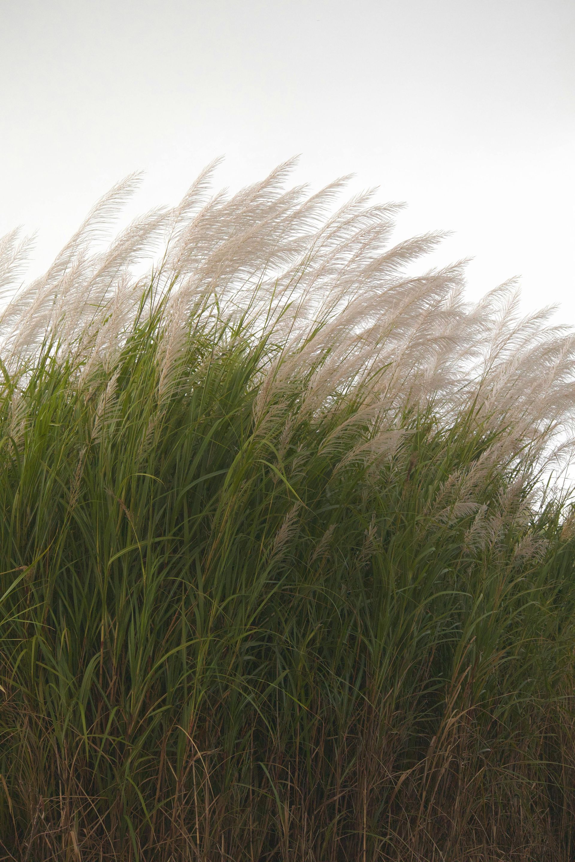 Tall green grass with feathery, white plumes blowing in the wind against a white sky.