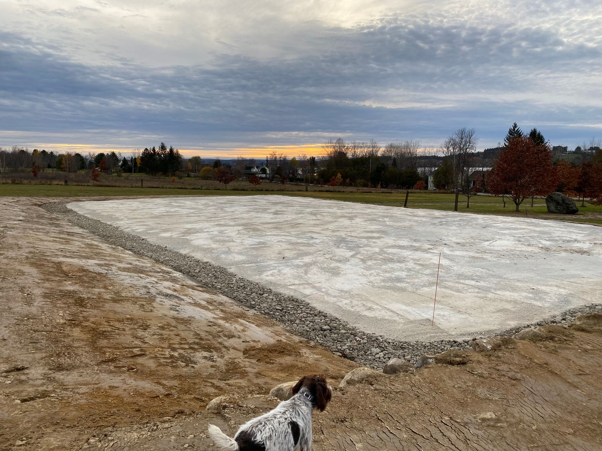 Un chien se tient devant une grande dalle de béton.