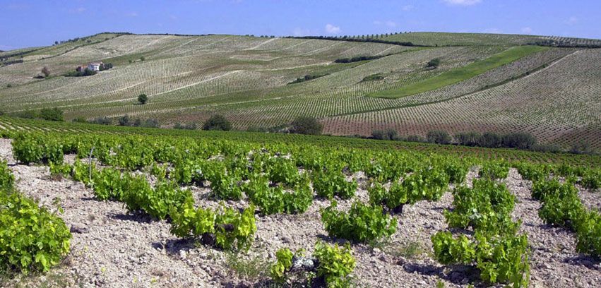 vineayrds in Montilla-Moriles, Andalucia