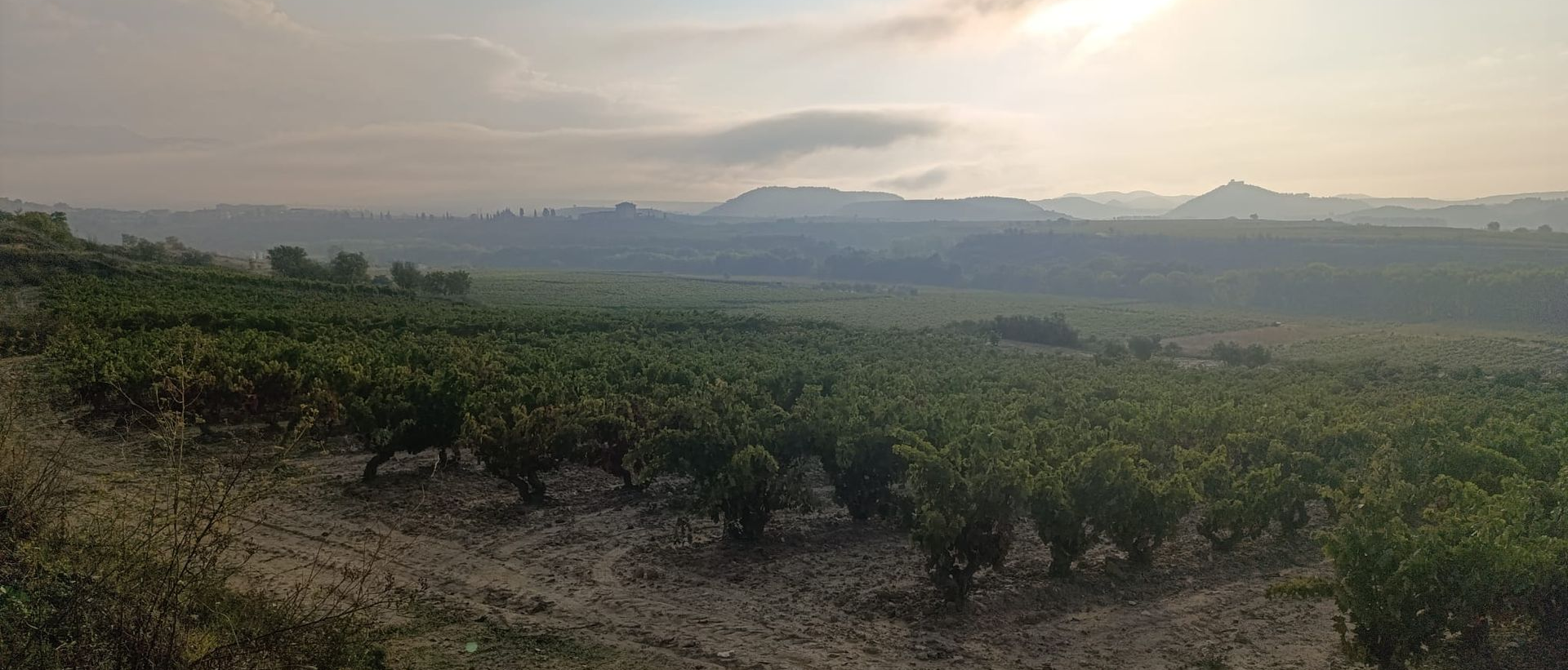 Vineyards in Rioja