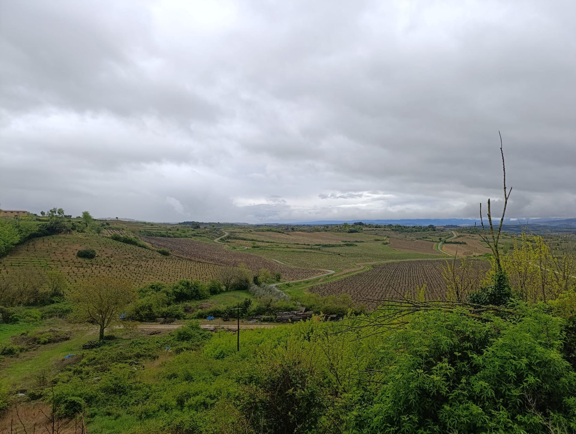 riojan-vineyards