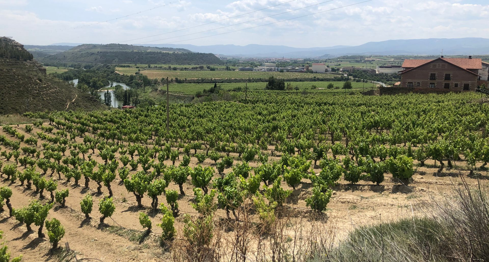 Rioja Alavesa vineyard