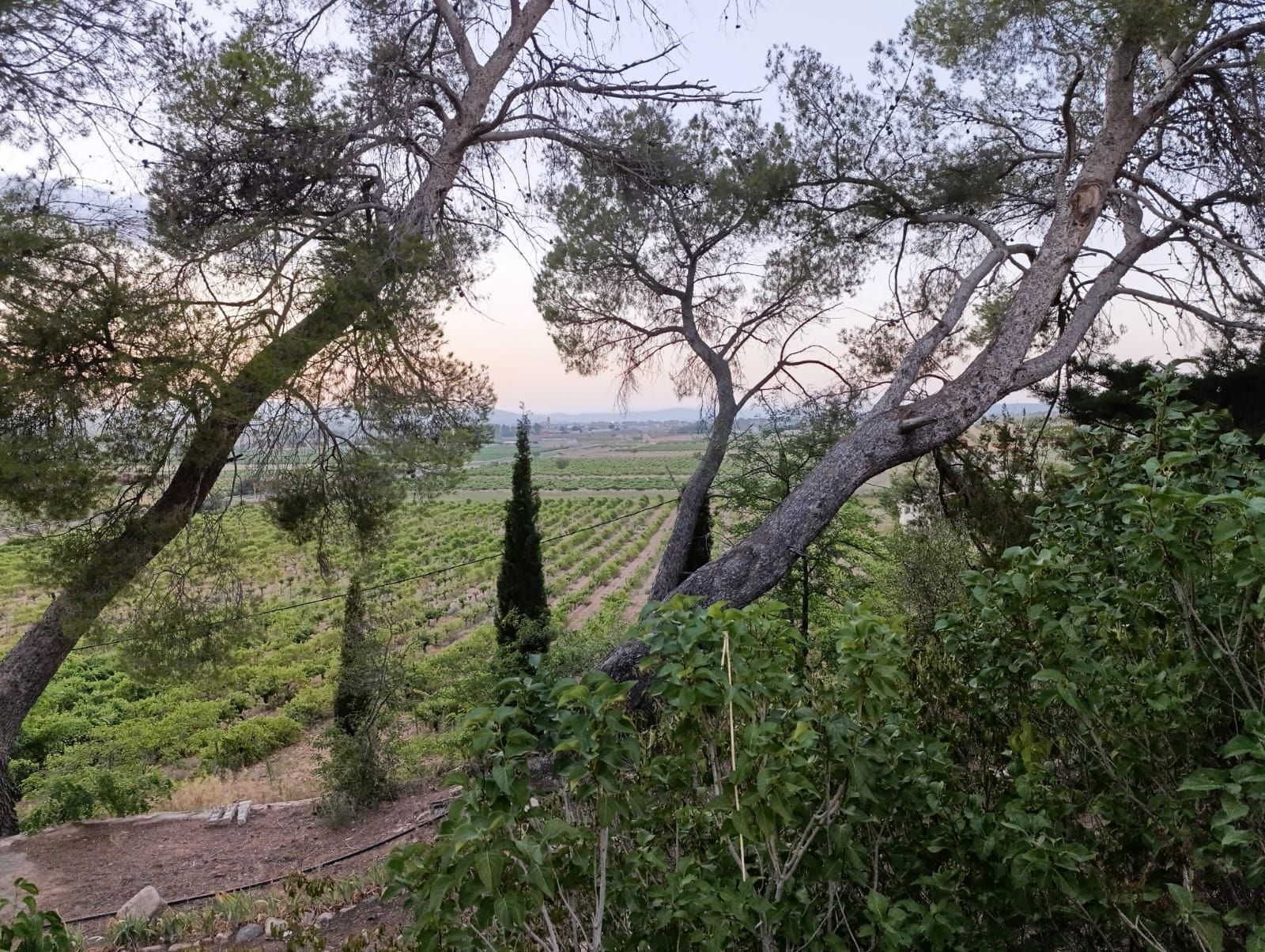 valencian vineyard