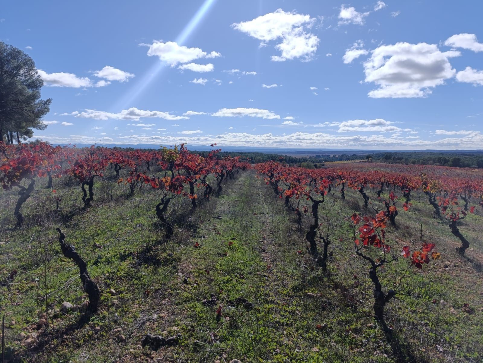 utiel-requena wine tour
