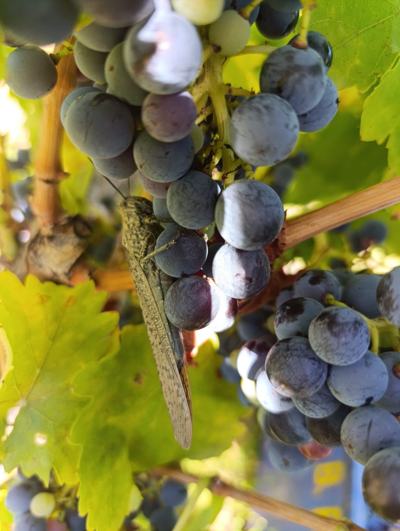 vineyards in ribera del duero