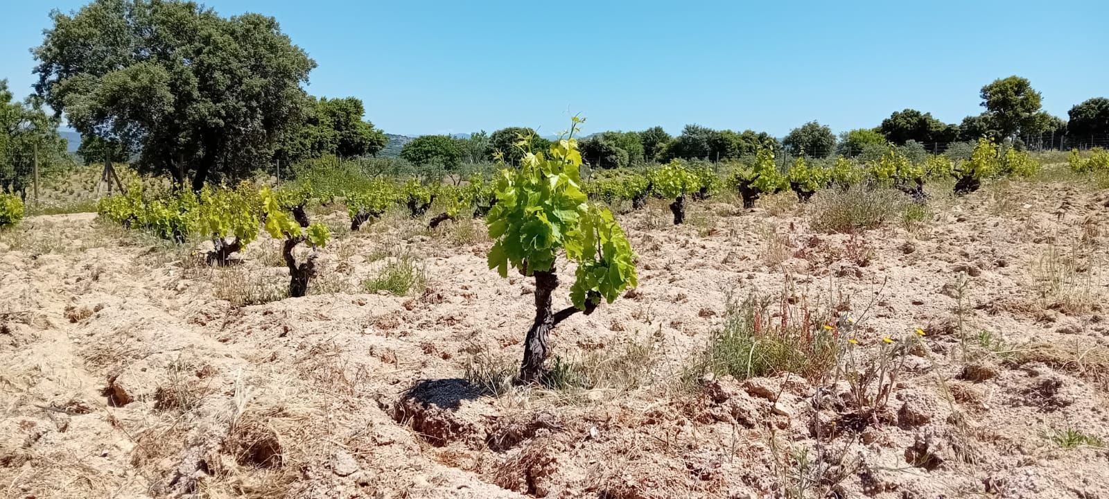 Visit to Madrid winery