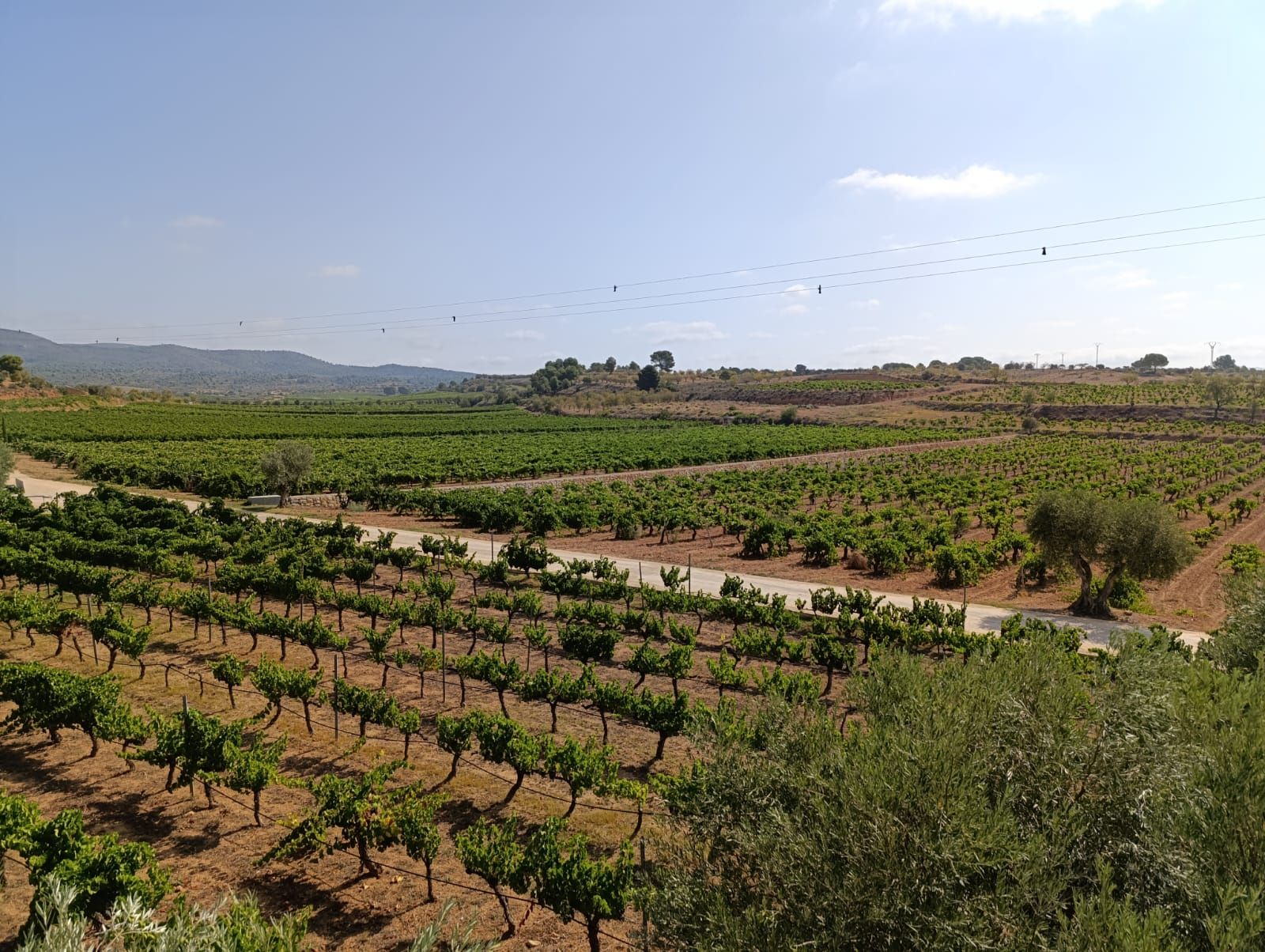 Wine tour in Utiel-requena vineyards