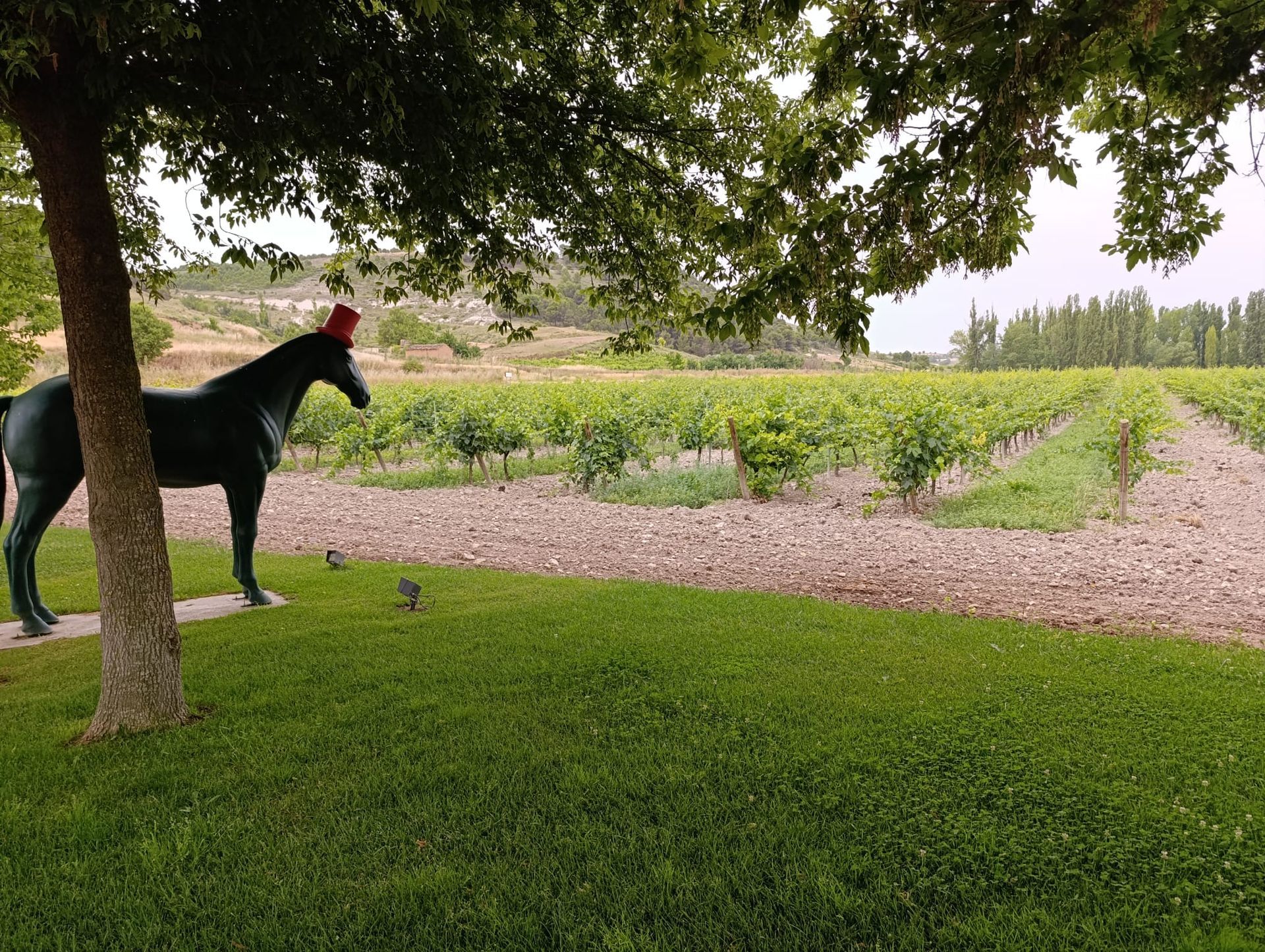 ribera del duero winery