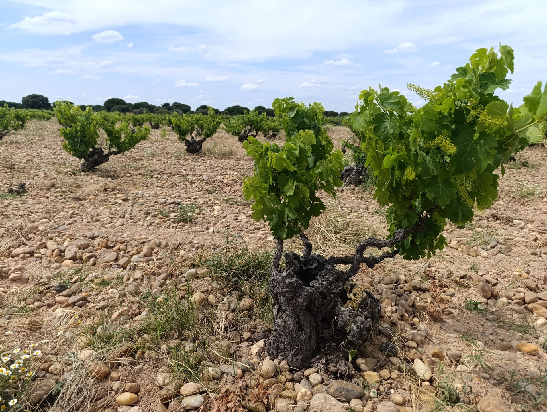 Rueda vineyard