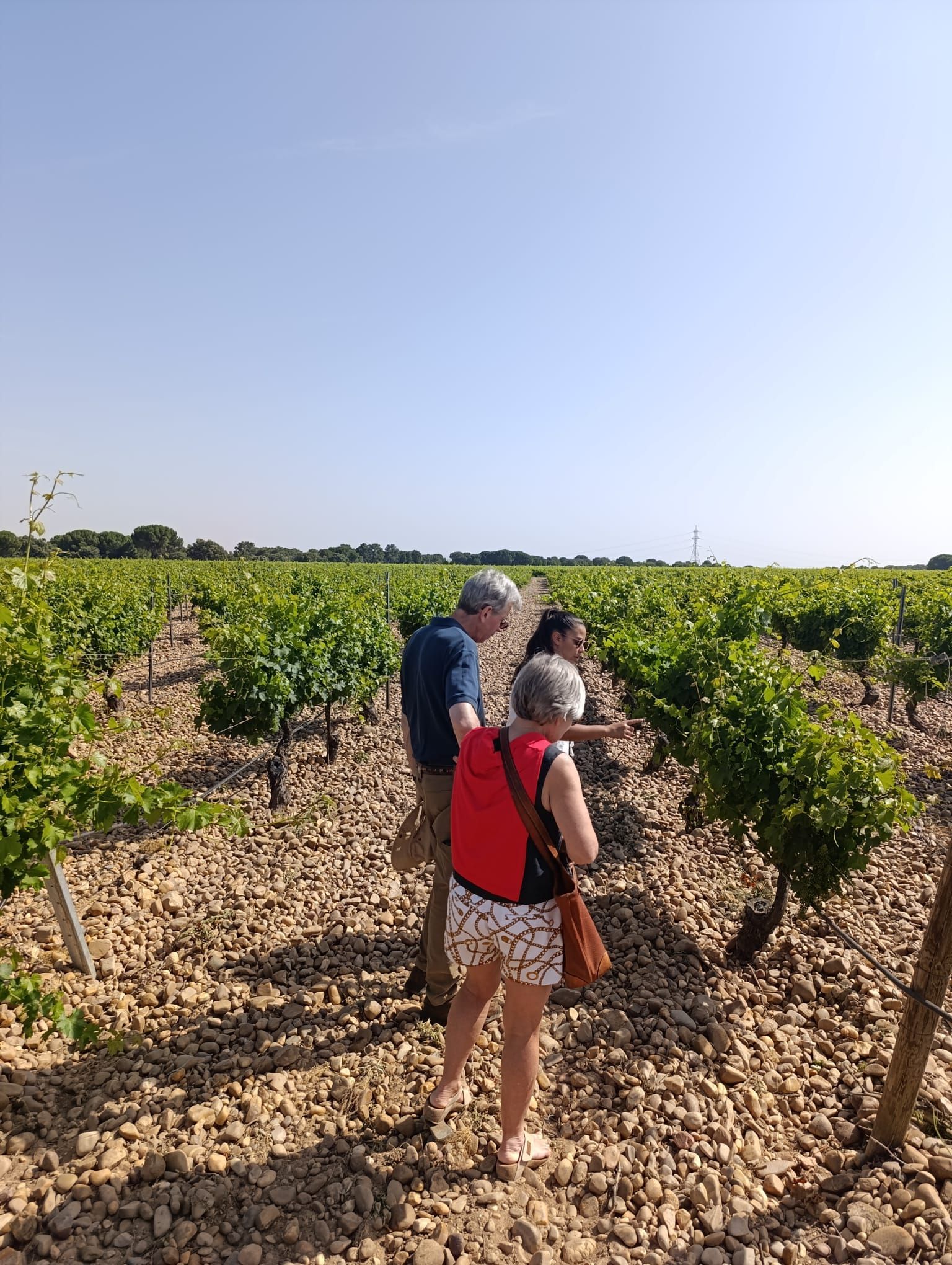 rueda vineyard