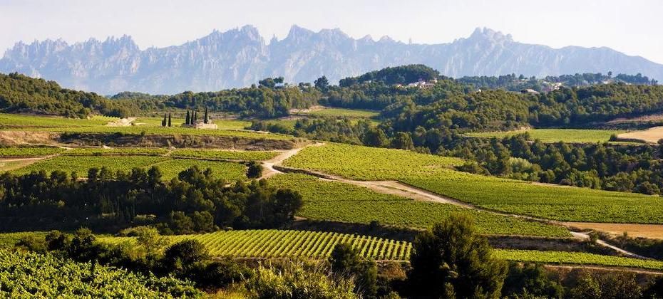 winery visits in penedes