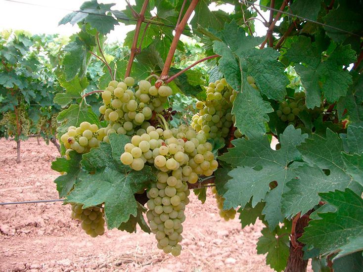 Tempranillo blanco vine in rioja