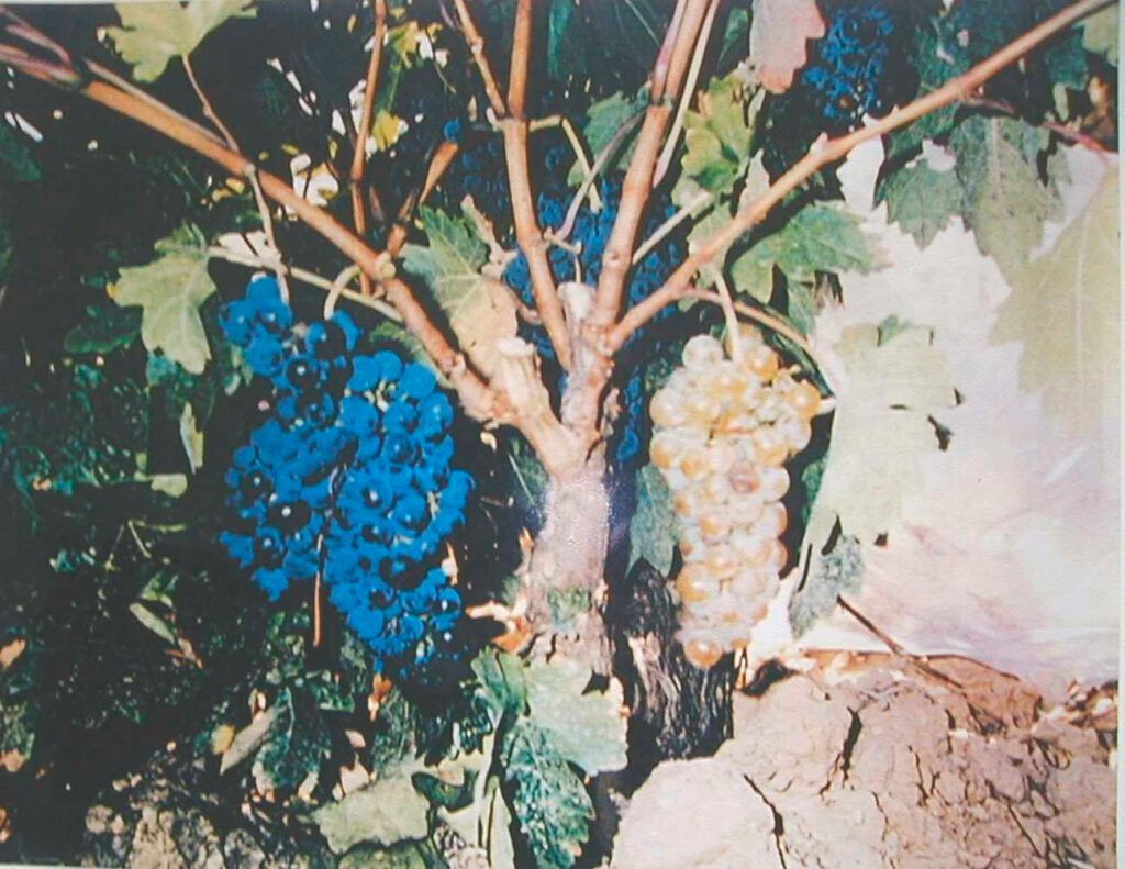 Tempranillo blanco, Rioja