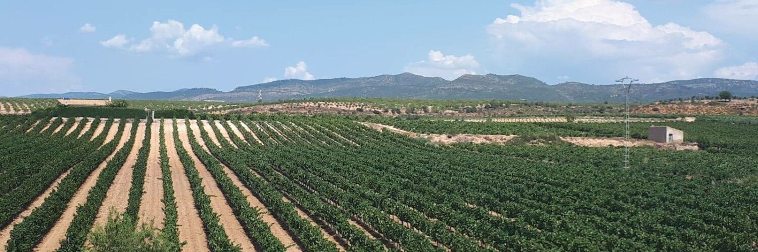 vineyards in utiel-requena