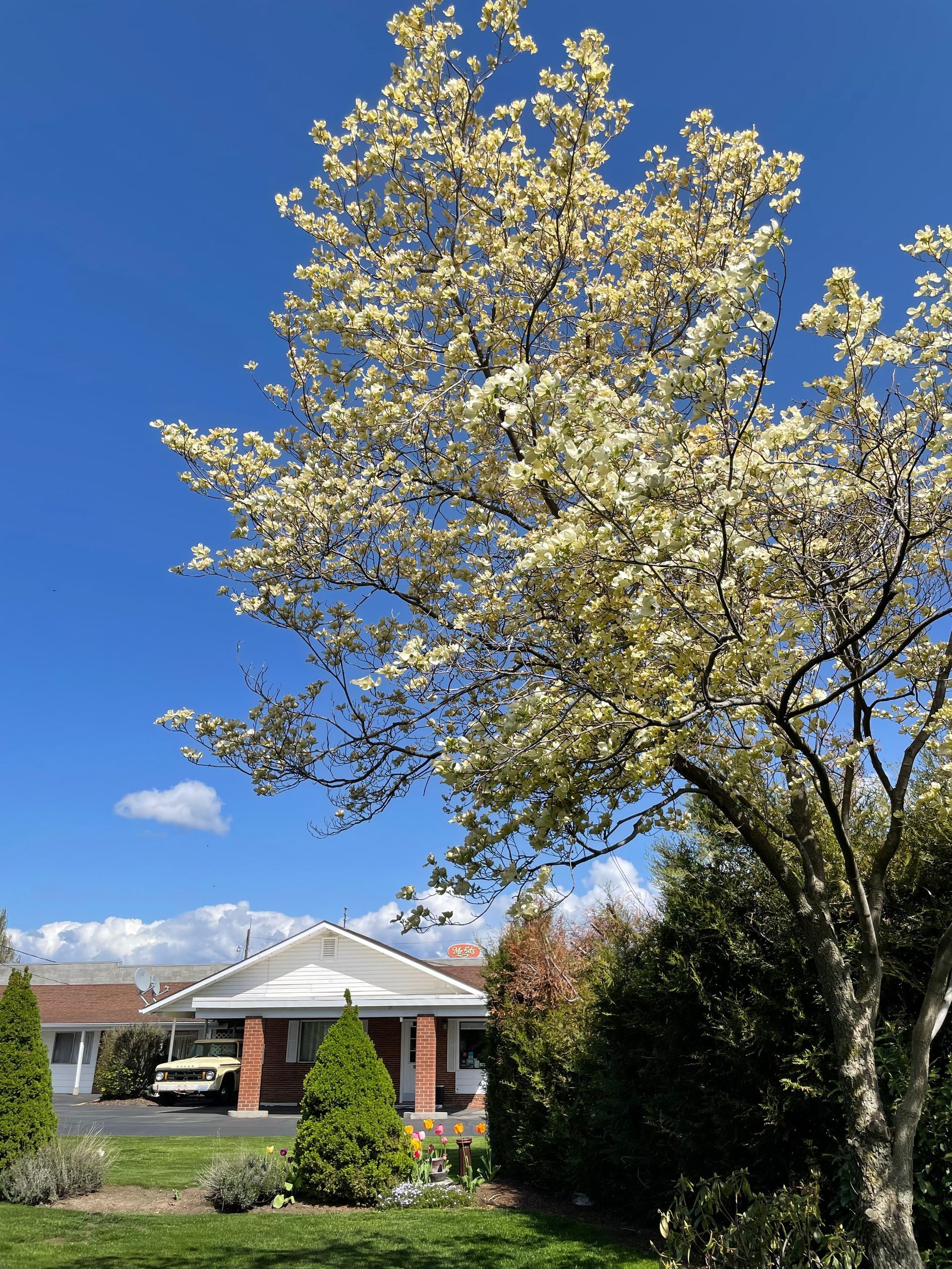 A tree with white flowers is in front of a house