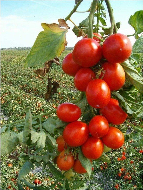pomodori