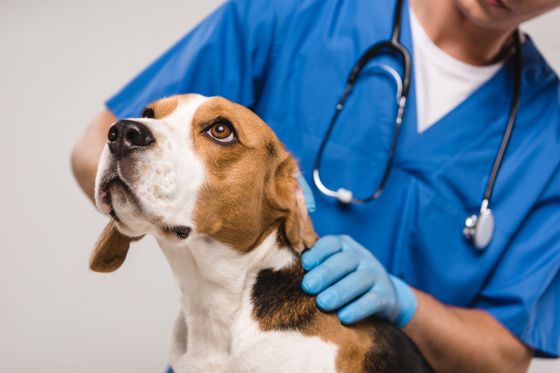 Cropped view of veterinarian examining beagle dog isolated on grey Cropped view of veterinarian examining beagle dog isolated on grey