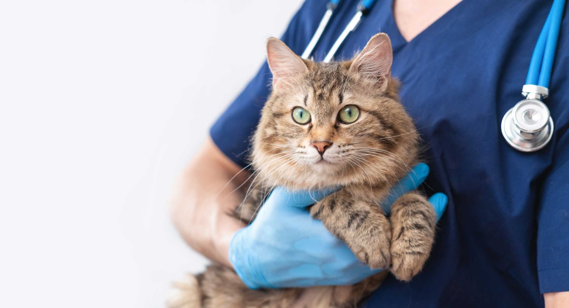 Calm tabby cat held by gloved vet in blue scrubs with stethoscope.