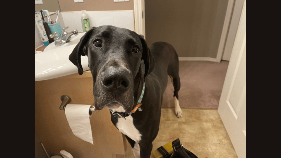 A black and white dog is standing in a bathroom next to a toilet paper roll.