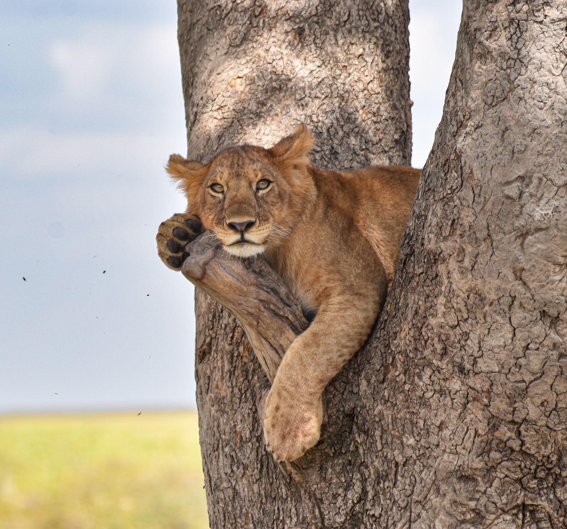 A young lion rests comfortably in the crook of a tree, looking directly at the camera with a calm expression.