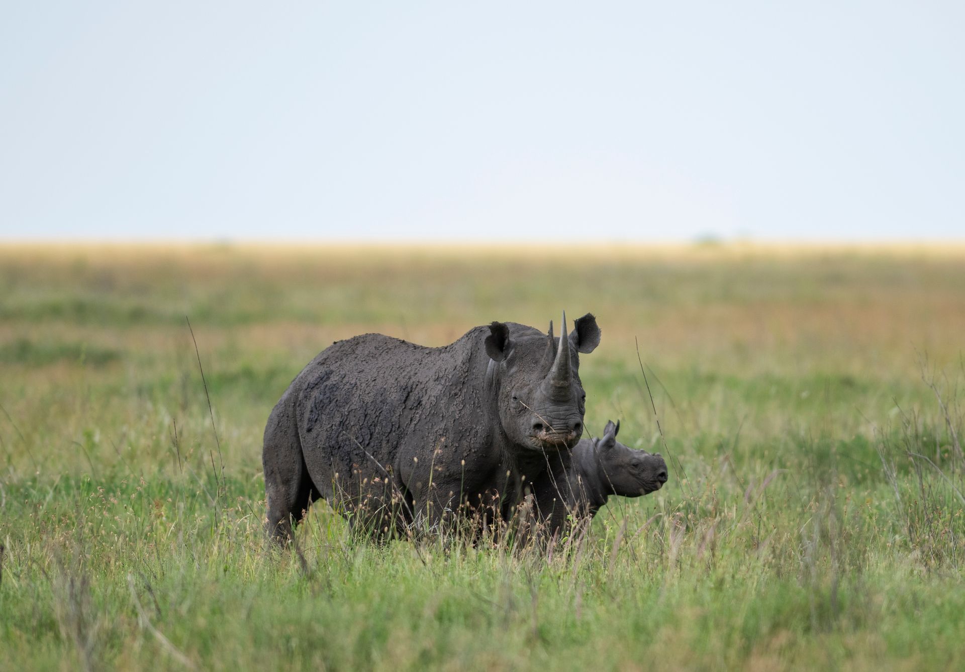 A black rhino standing in tall grass with a calf by its side against a wide, grassy horizon.