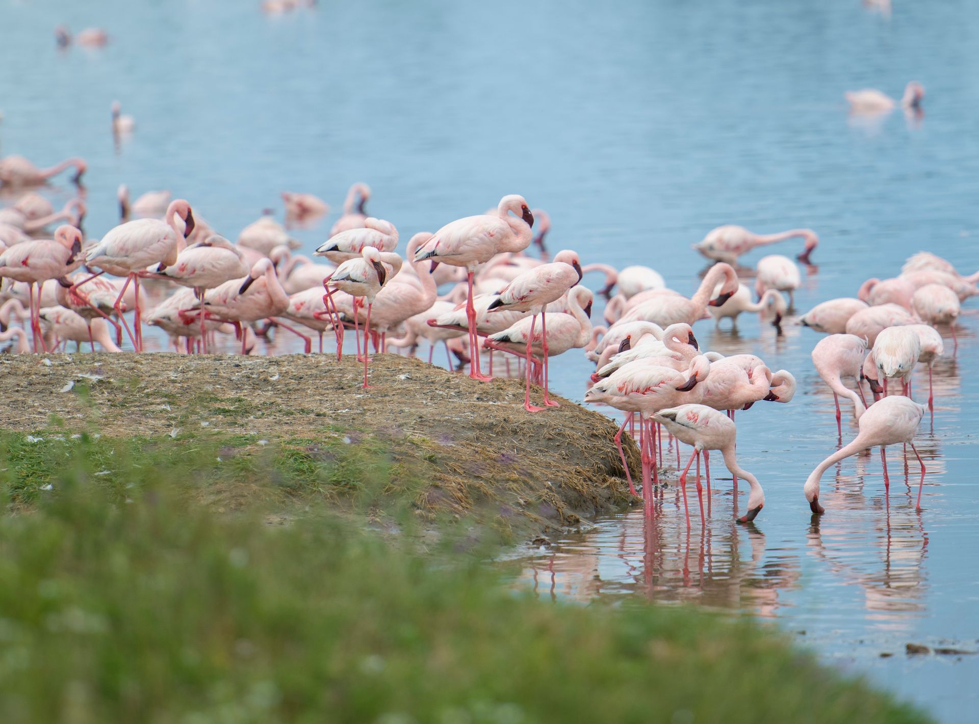 A large flock of pale pink flamingos wades and feeds in shallow blue water along a grassy shore.