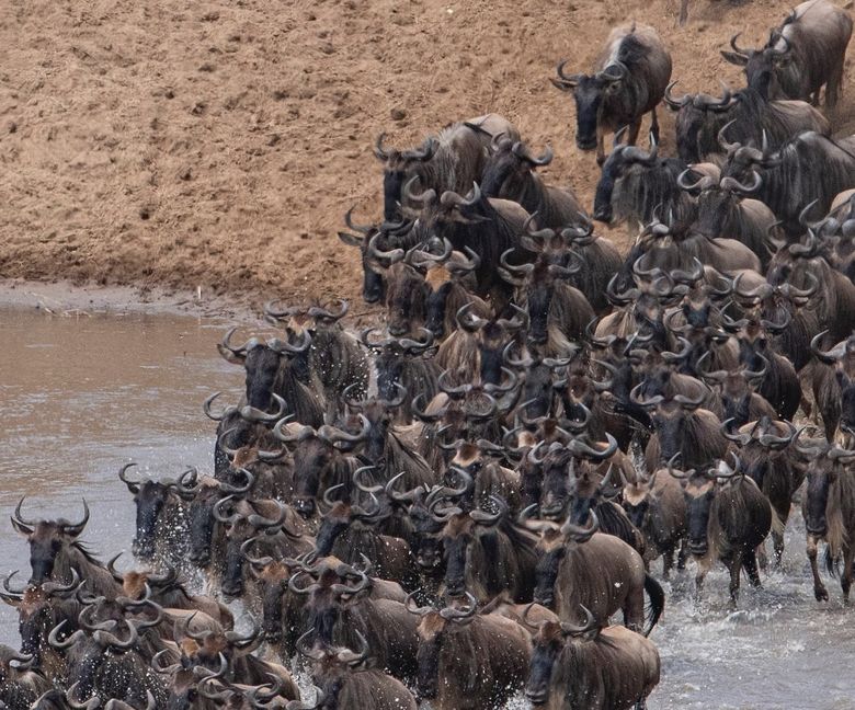 A large herd of wildebeest crossing a river, some wading through the water and others climbing up the muddy bank.