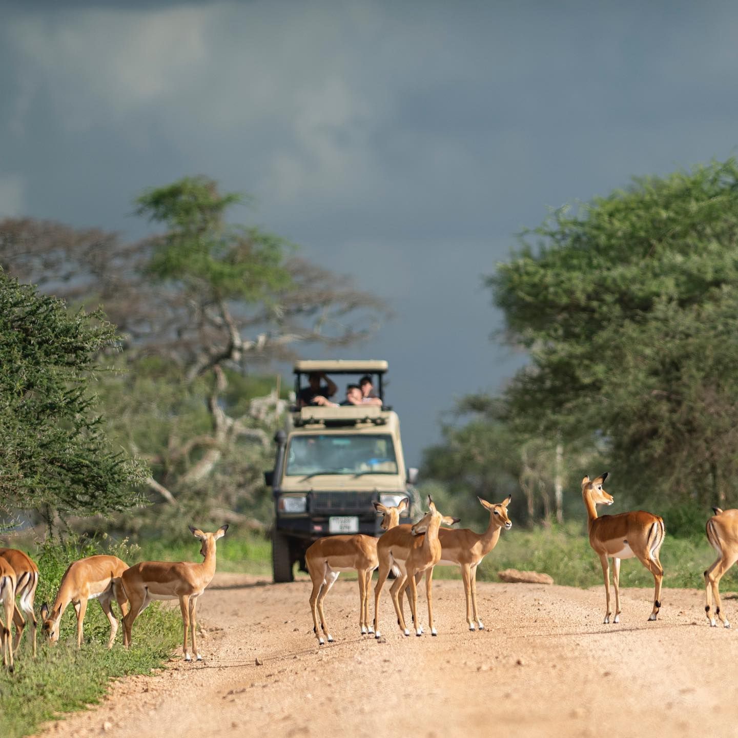 A safari vehicle drives down a dirt path through a grassy savanna, surrounded by a herd of impala.