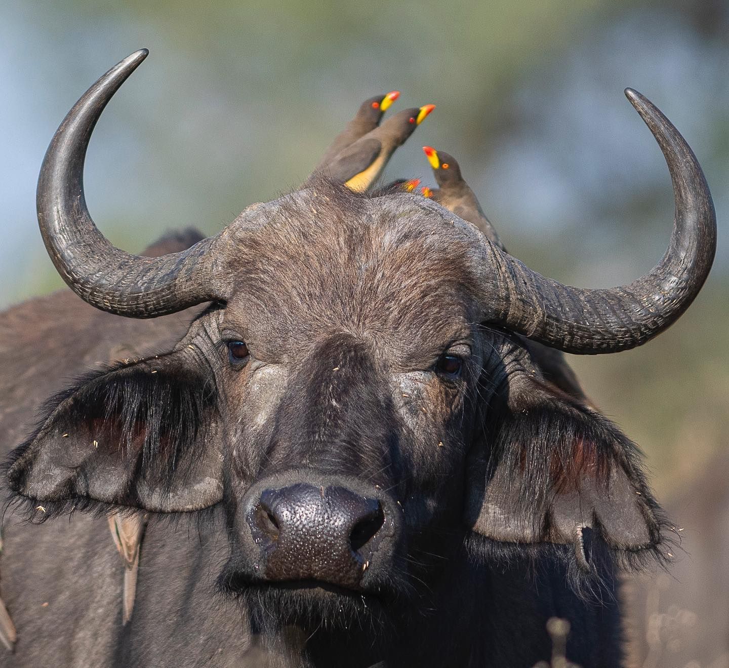 A close-up of a cape buffalo with several yellow-billed oxpeckers perched on its head and horns.