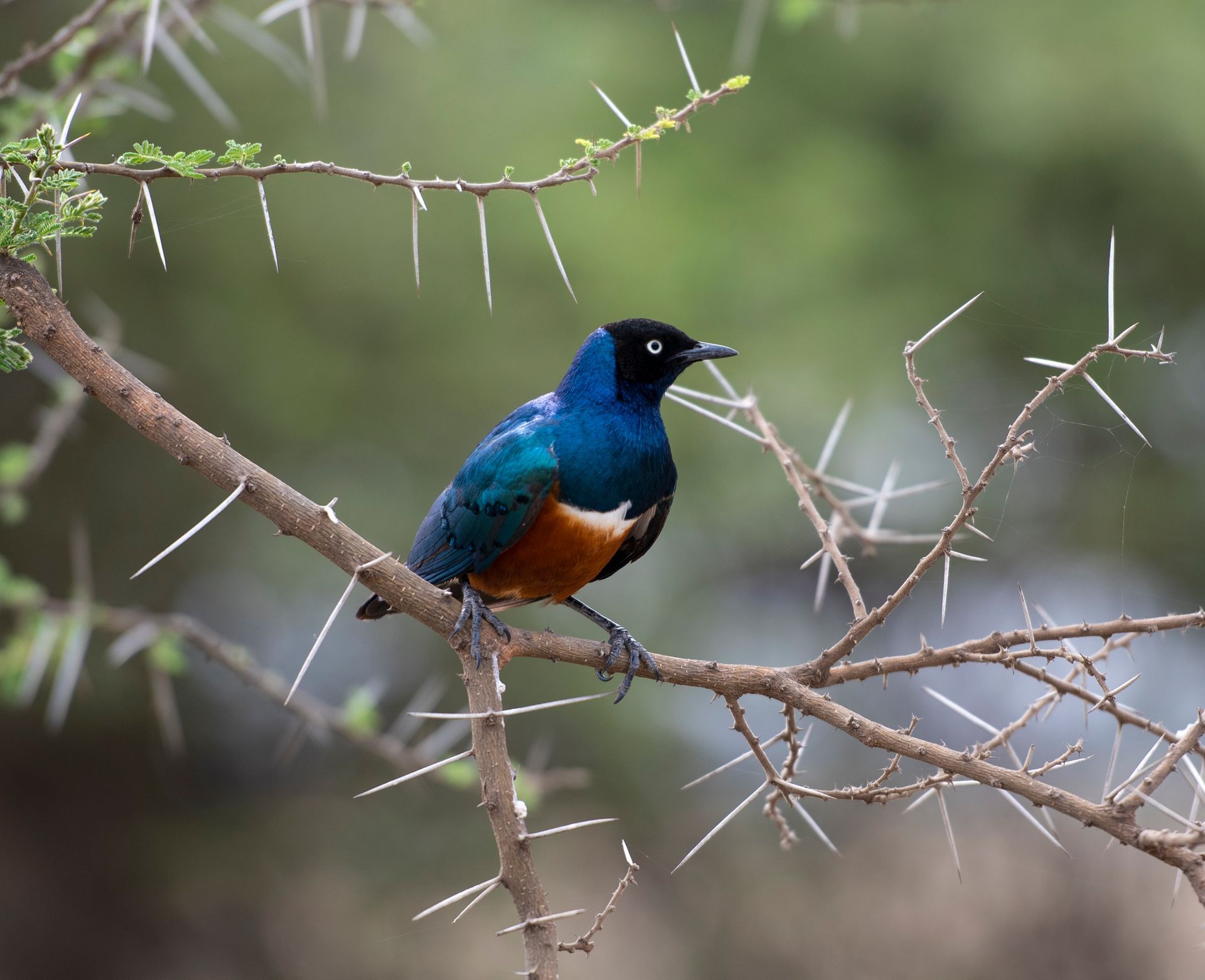 A Superb Starling with a metallic blue head and back and an orange belly perched on a thorny acacia branch.