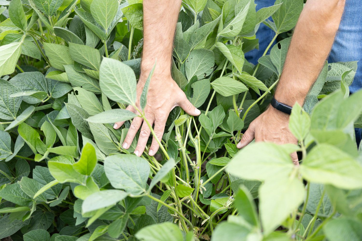 A person is touching a bean plant with their hands in a field.