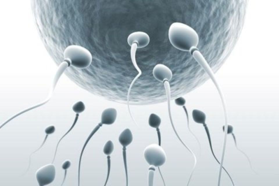 Spermatozoi e ovulo