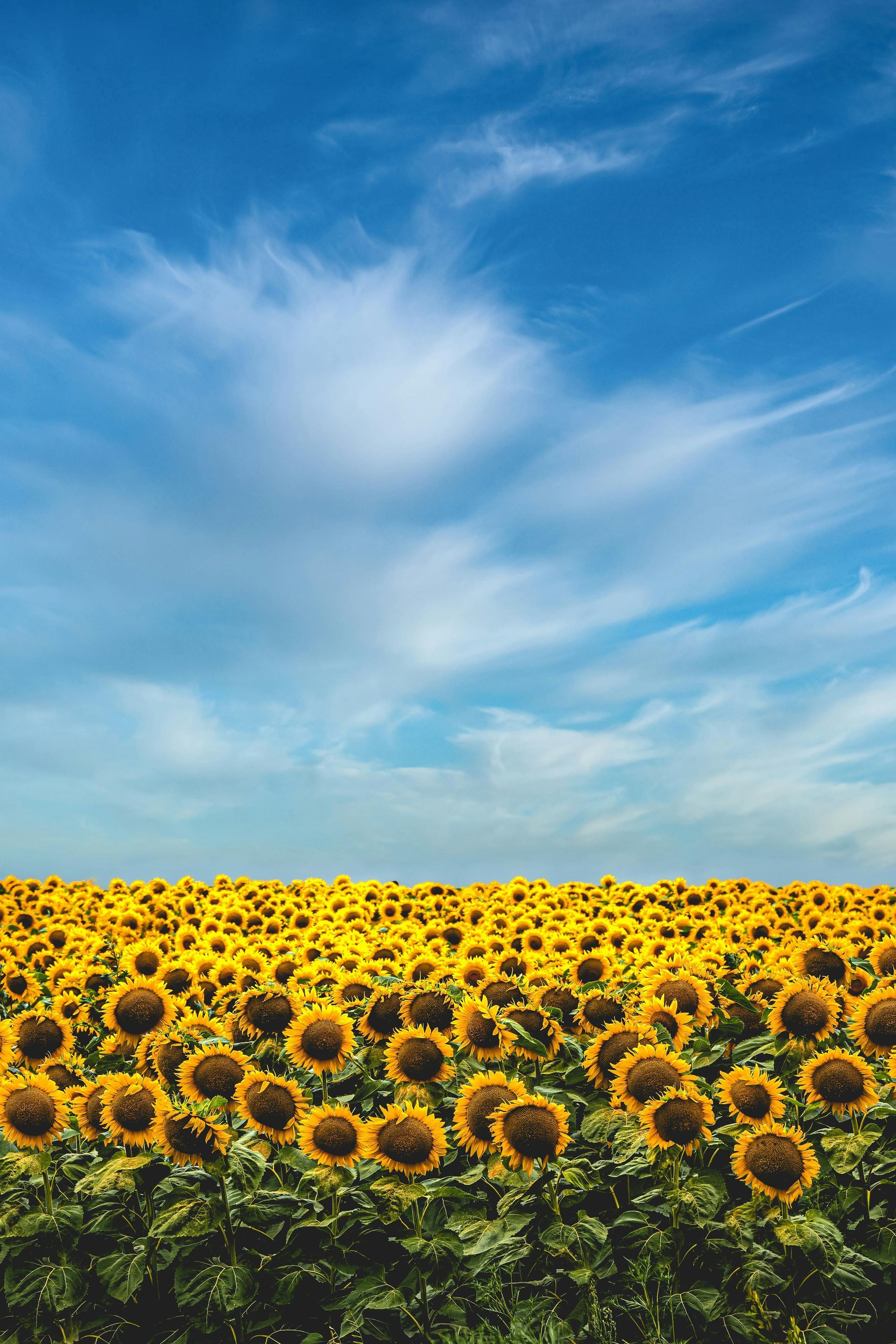 Field of sunflowers in full bloom under a cloudy sky.