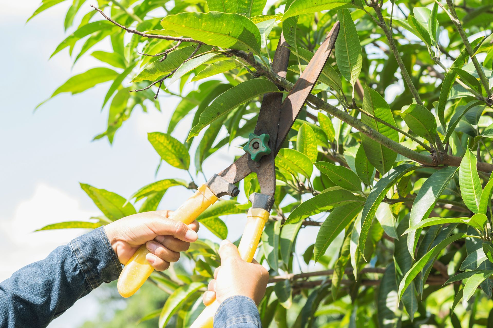 Hands using large yellow-handled shears to trim branches on a leafy tree.