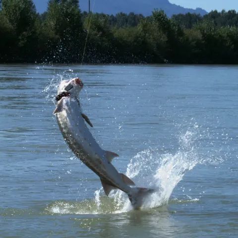 A fish is jumping out of the water with a hook in its mouth.