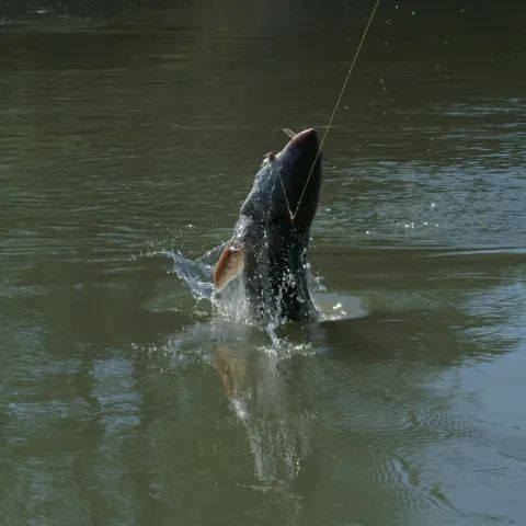 A fish is jumping out of the water with a hook in its mouth.