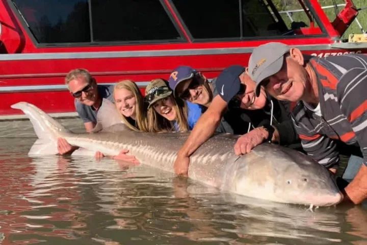 A group of people are posing for a picture with a large fish in the water.