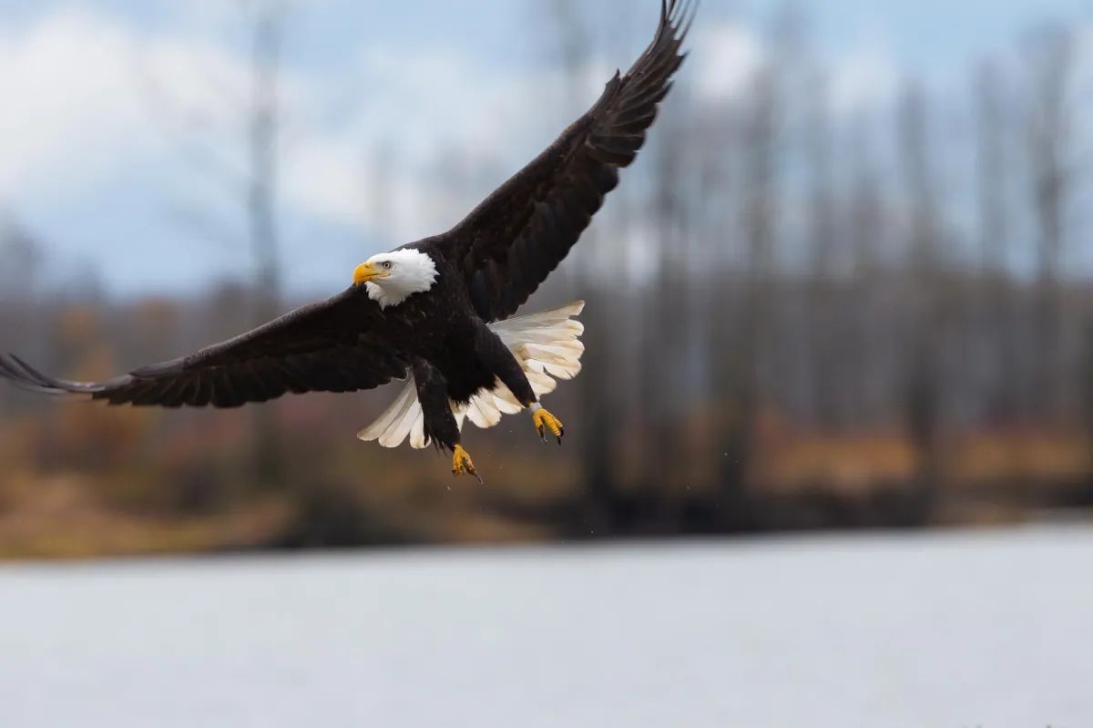 A bald eagle is flying over a body of water