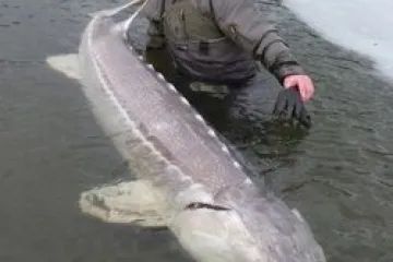 A man is kneeling in the water holding a large fish.