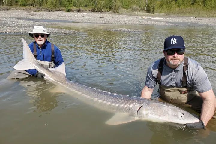 Two men are holding a large fish in a river.