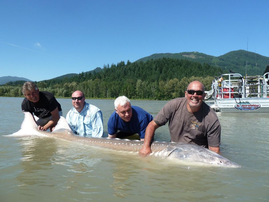 A group of men are holding a large fish in the water