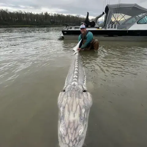 A man is kneeling in the water holding a large fish.